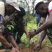 Tree-Planting Initiative – YouthBuild Sierra Leone
